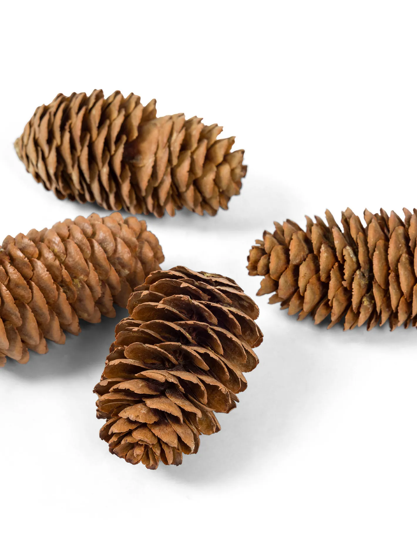 coincasa Altre Decorazioni Natalizie|Altre Decorazioni|Box con pigne Marrone