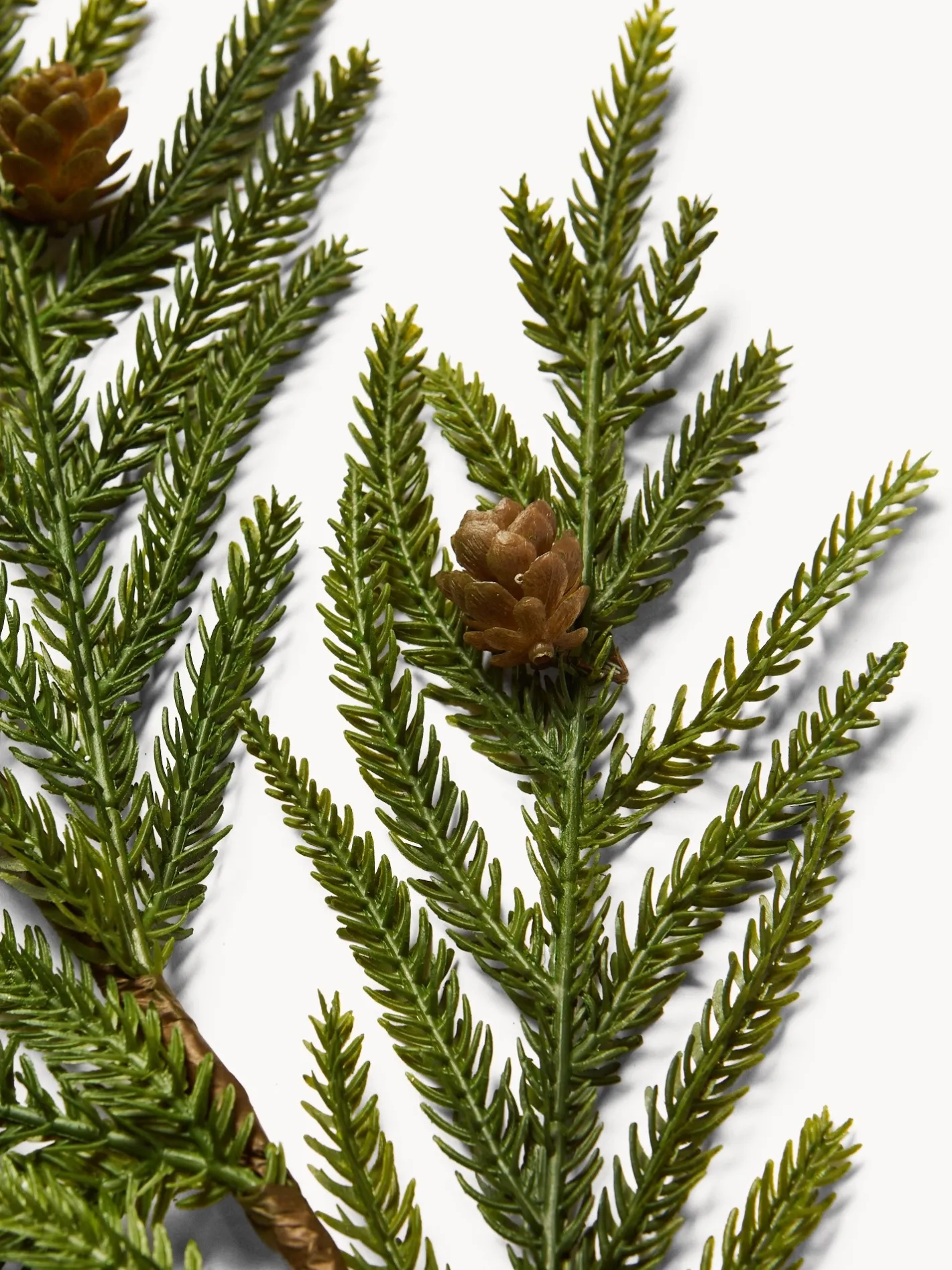 coincasa Altre Decorazioni Natalizie|Rametto cryptomeria con pigne Verde